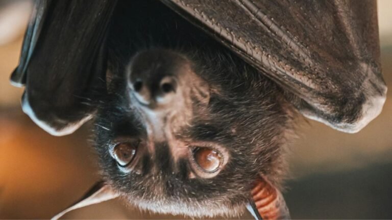 Chauves-souris sous le toit