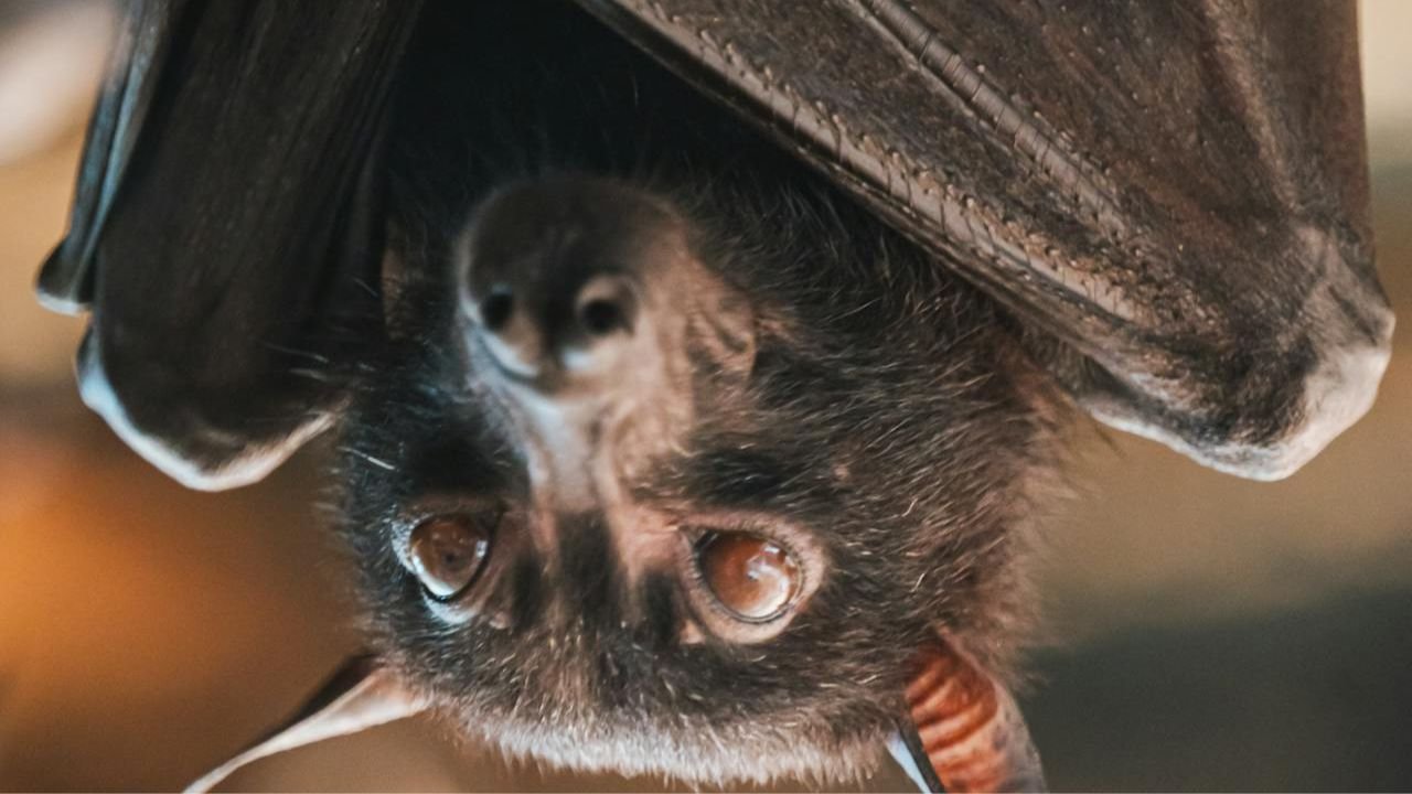 Chauves-souris sous le toit