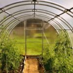 Toit pour protéger ses tomates