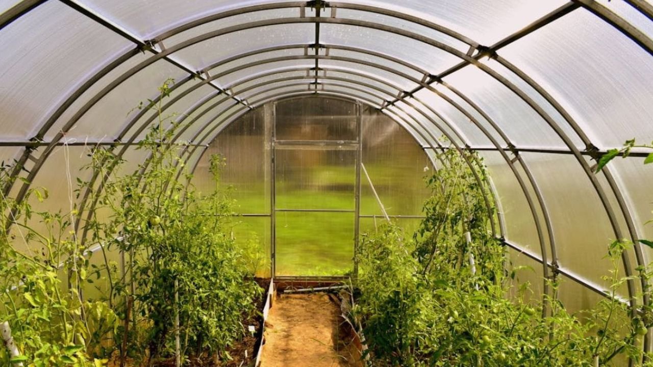 Toit pour protéger ses tomates