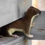 Se débarrasser des fouines dans le toit